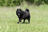 SCHIPPERKE 306